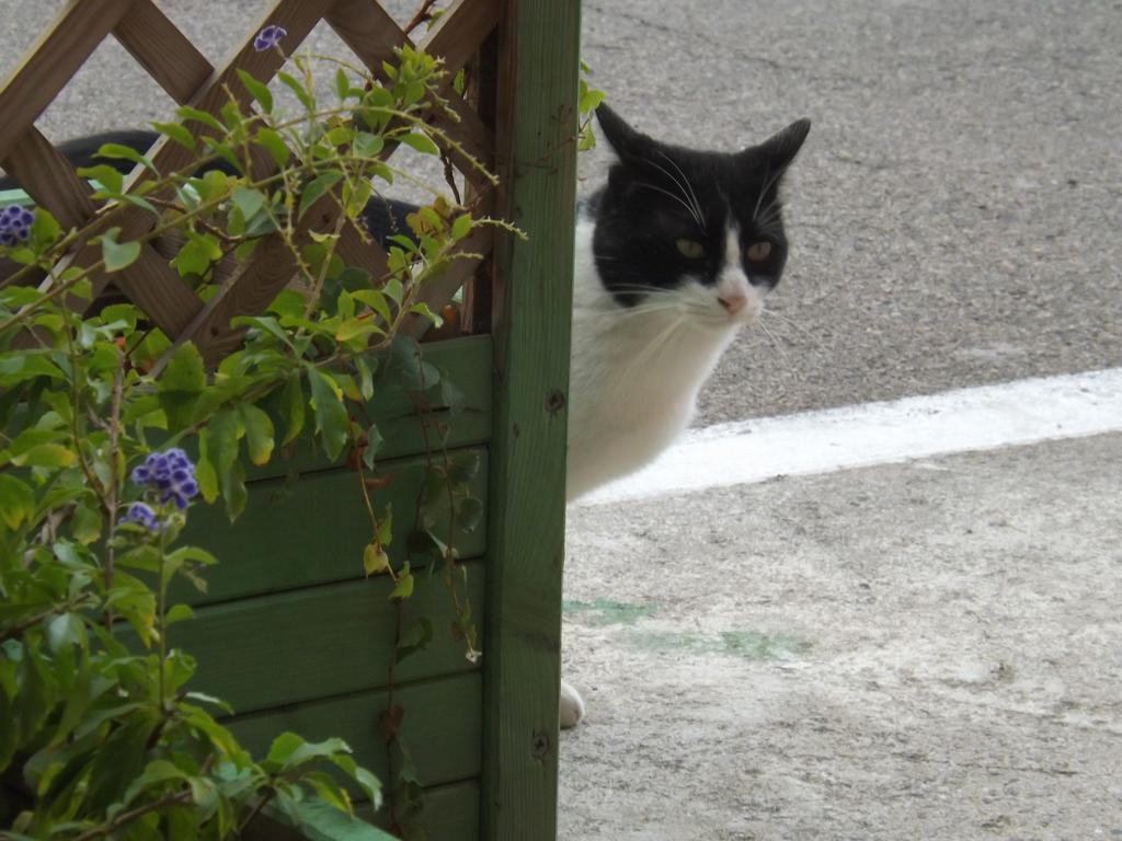 סטינטינו B&B Il Gatto Pescatore מראה חיצוני תמונה