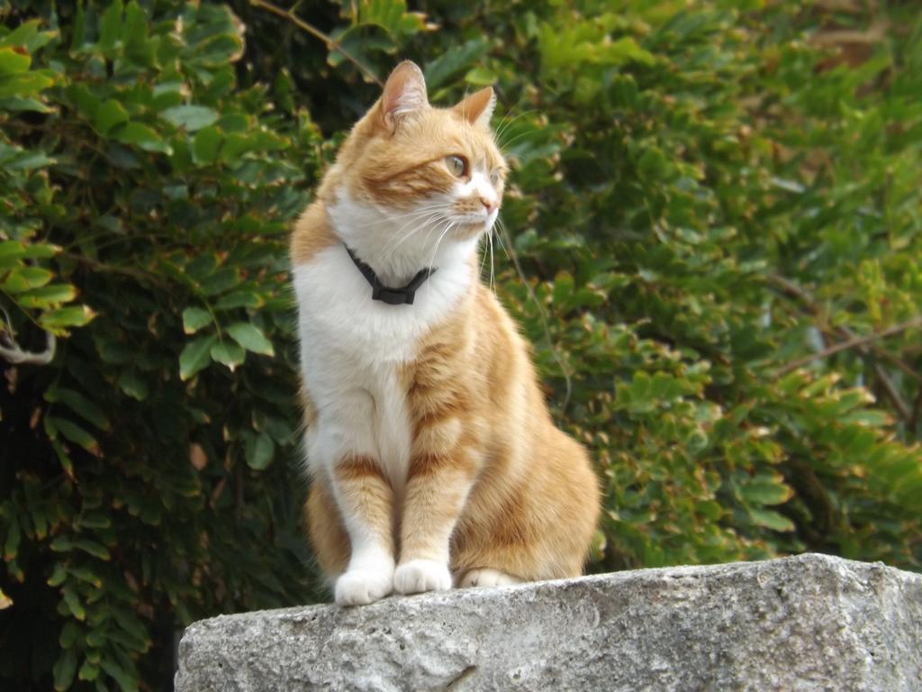 סטינטינו B&B Il Gatto Pescatore מראה חיצוני תמונה